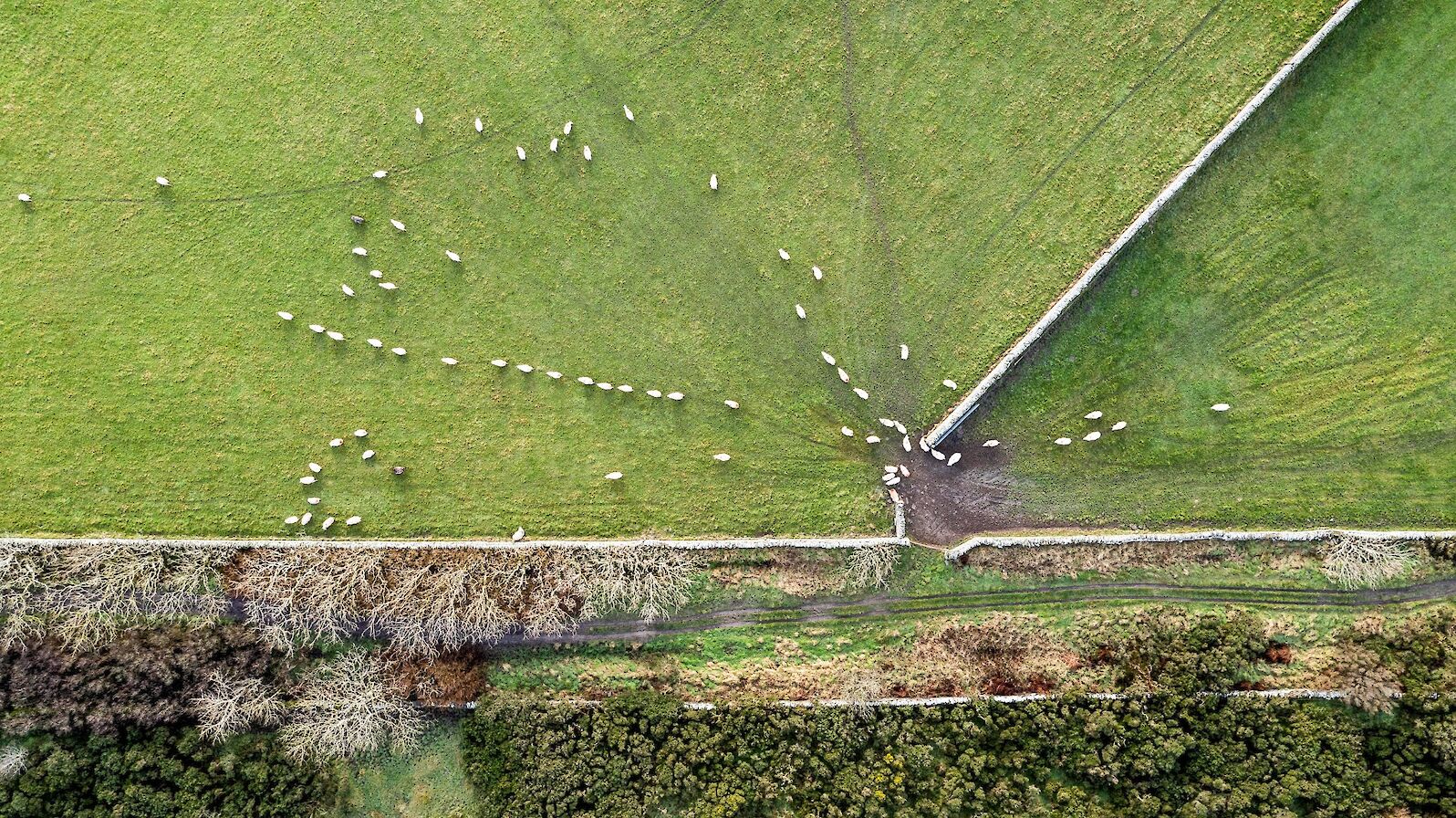 Sheep at Binscarth, Orkney - image by Andras Farkas