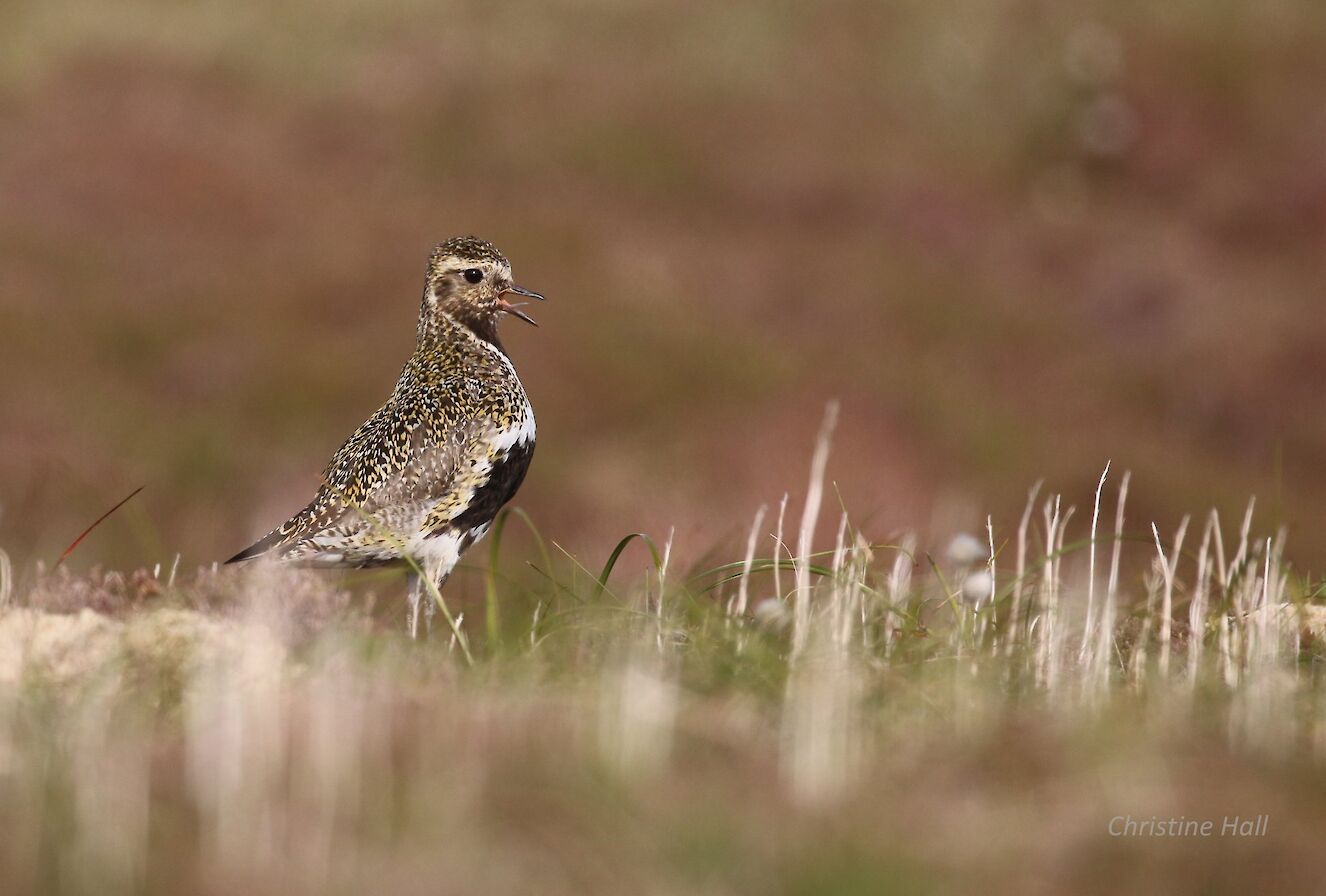 Golden plover in Rousay - image by Christine Hall