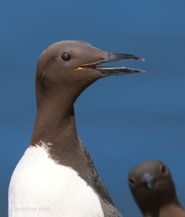 Guillemots in Copinsay, Orkney - image by Christine Hall