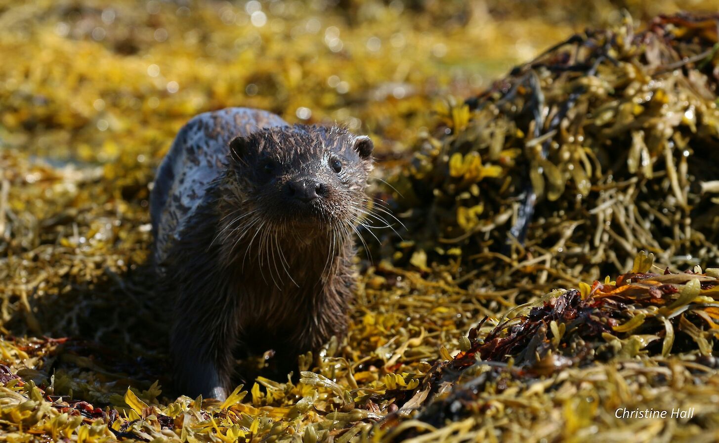 Close encounter with an otter in Westray - image by Christine Hall