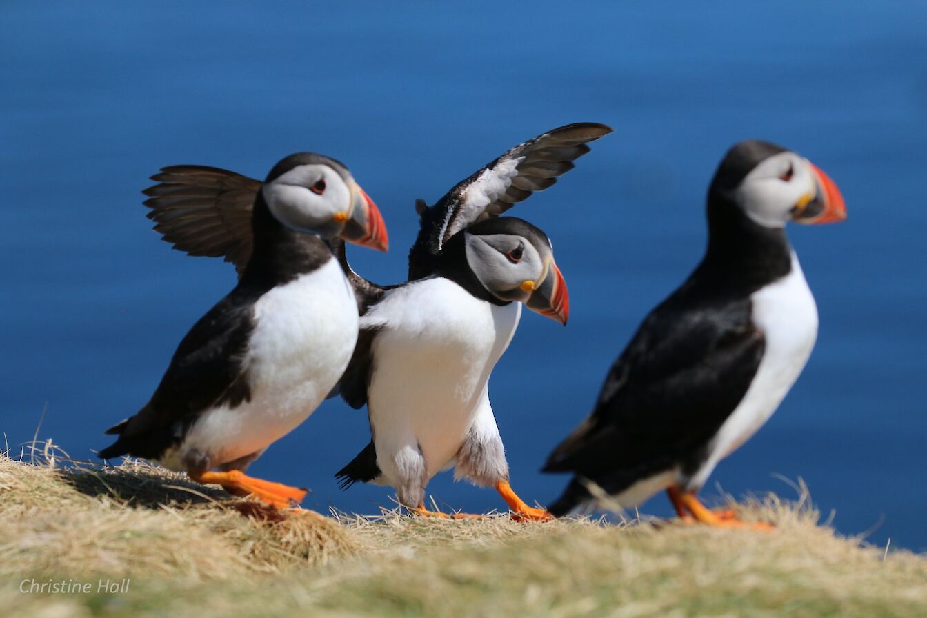 Puffins in Orkney - image by Christine Hall
