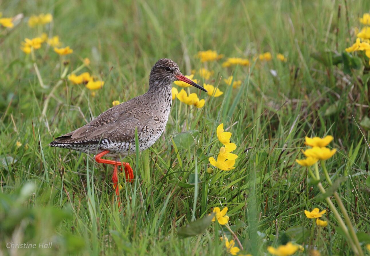 Redshank in Eday - image by Christine Hall