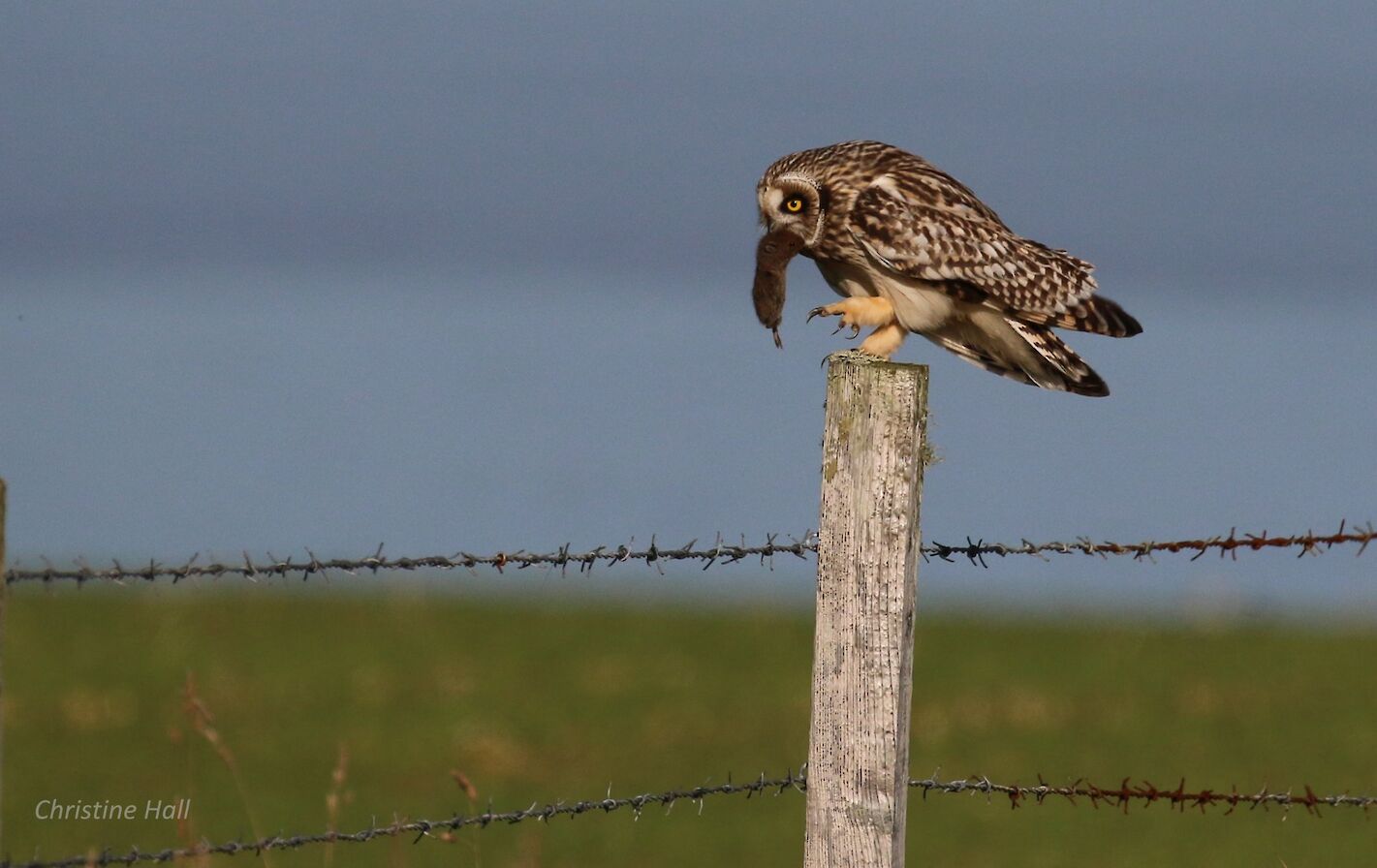 Short-eared owl with its catch in Eday - image by Christine Hall