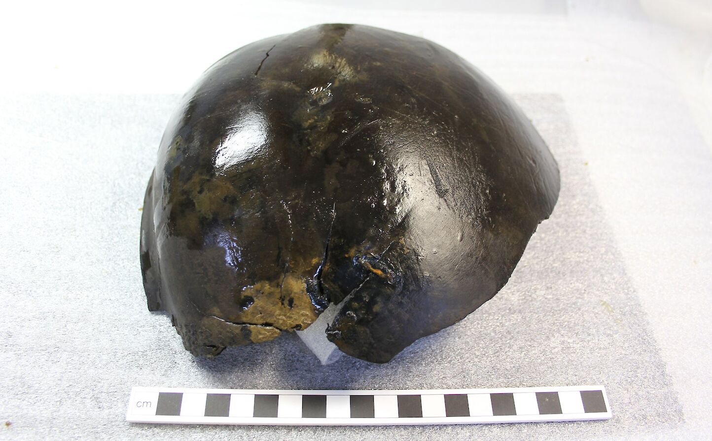 One of the larger pieces of the wooden bowl - image courtesy AOC Archaeology