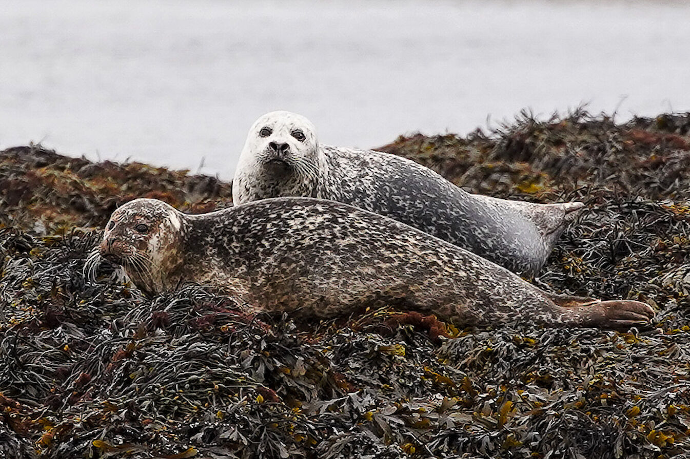 Seals at Hescome, Stronsay - image by Iain Johnston