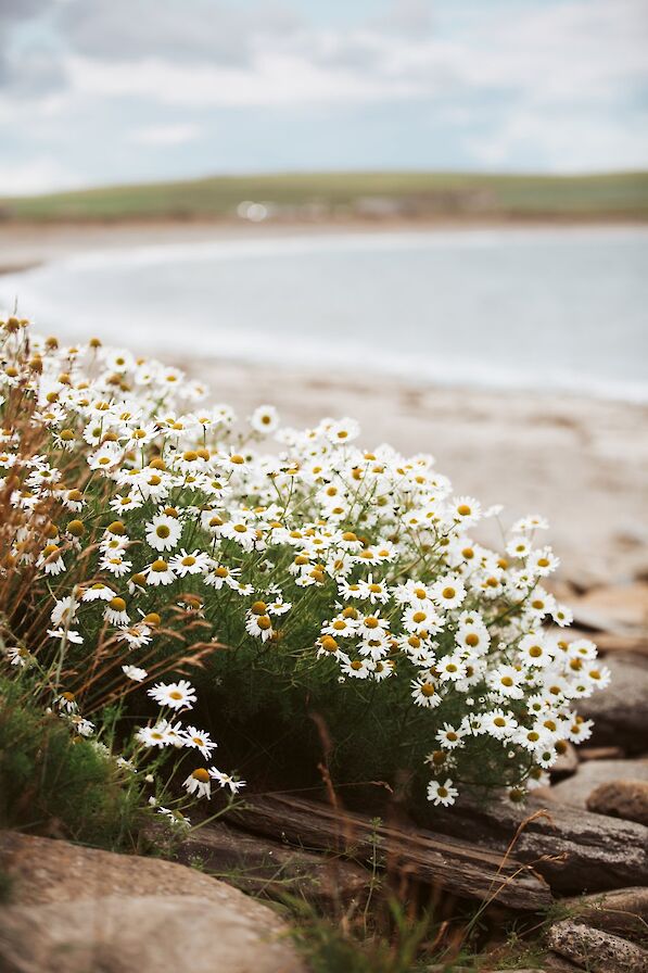 Coastal flowers at the Bay of Skaill, Orkney