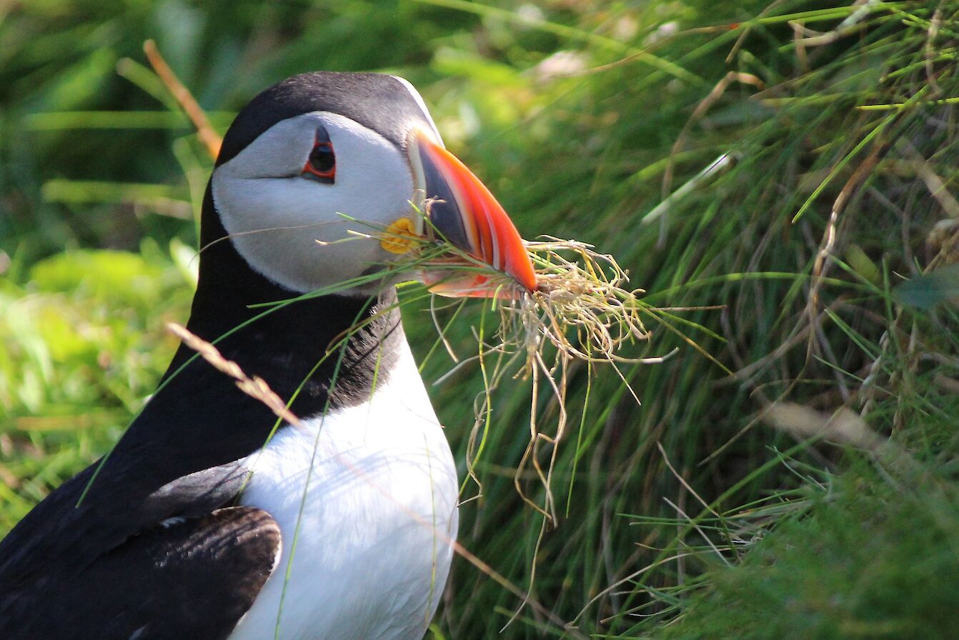 Puffin in Westray, Orkney - image by Carol Leslie