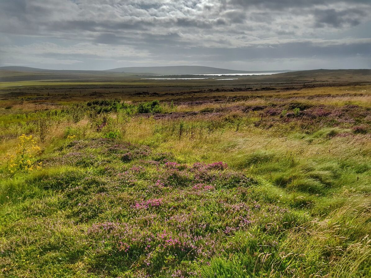 Moorland and peat hills in Eday - image by Susanne Arbuckle