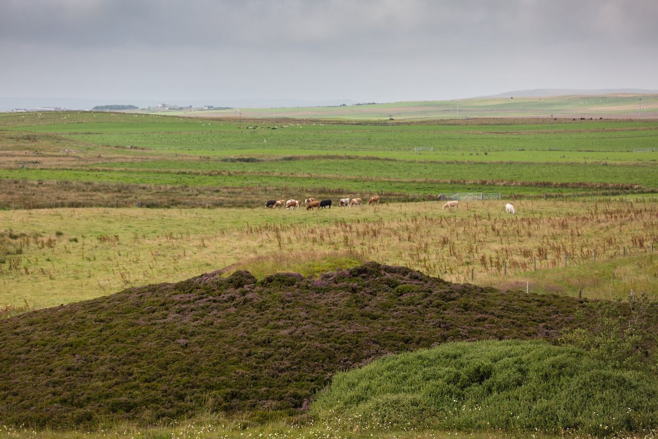 Walk to the Knowes of Trotty, Orkney
