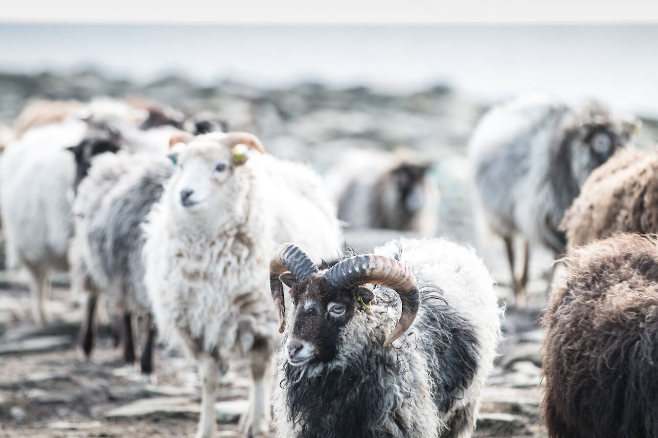 The North Ronaldsay sheep are a distinctive and unique breed