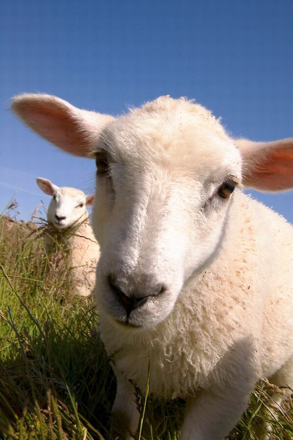 Orkney lamb - image by Doug Houghton