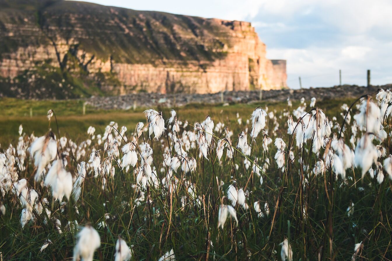 Bog cotton at Rackwick, Orkney - image by Ally Velzian