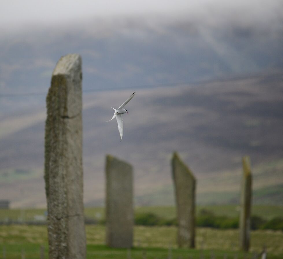 Tern at the Watchstone, Orkney - image by Nick Card