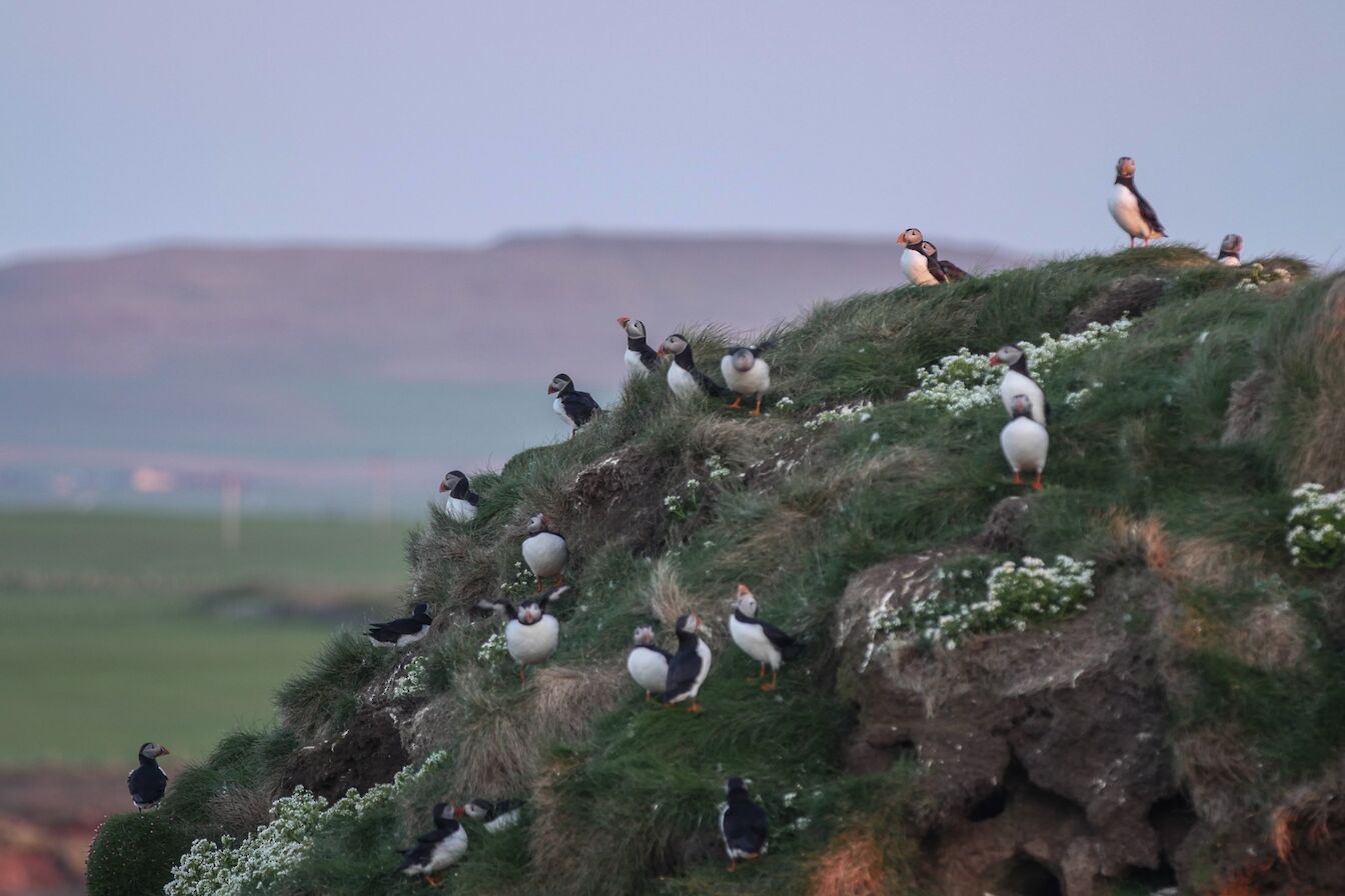 Puffins at the Castle o'Burrian in Westray, Orkney