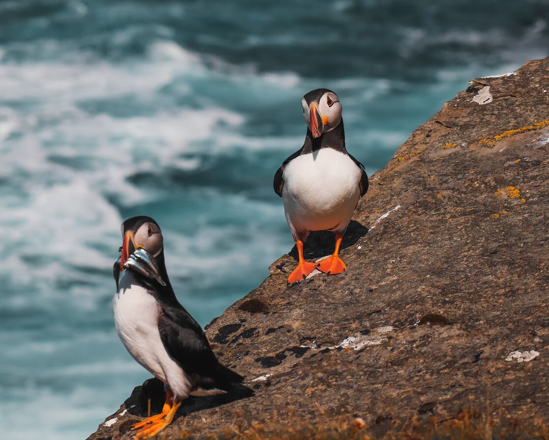 Puffins in Orkney - image by Rachel Eunson