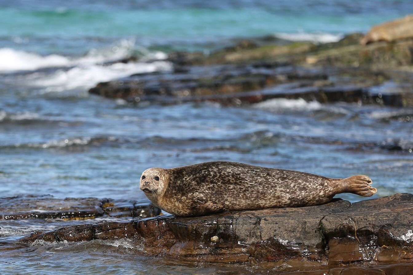 Seal on the shore in North Ronaldsay