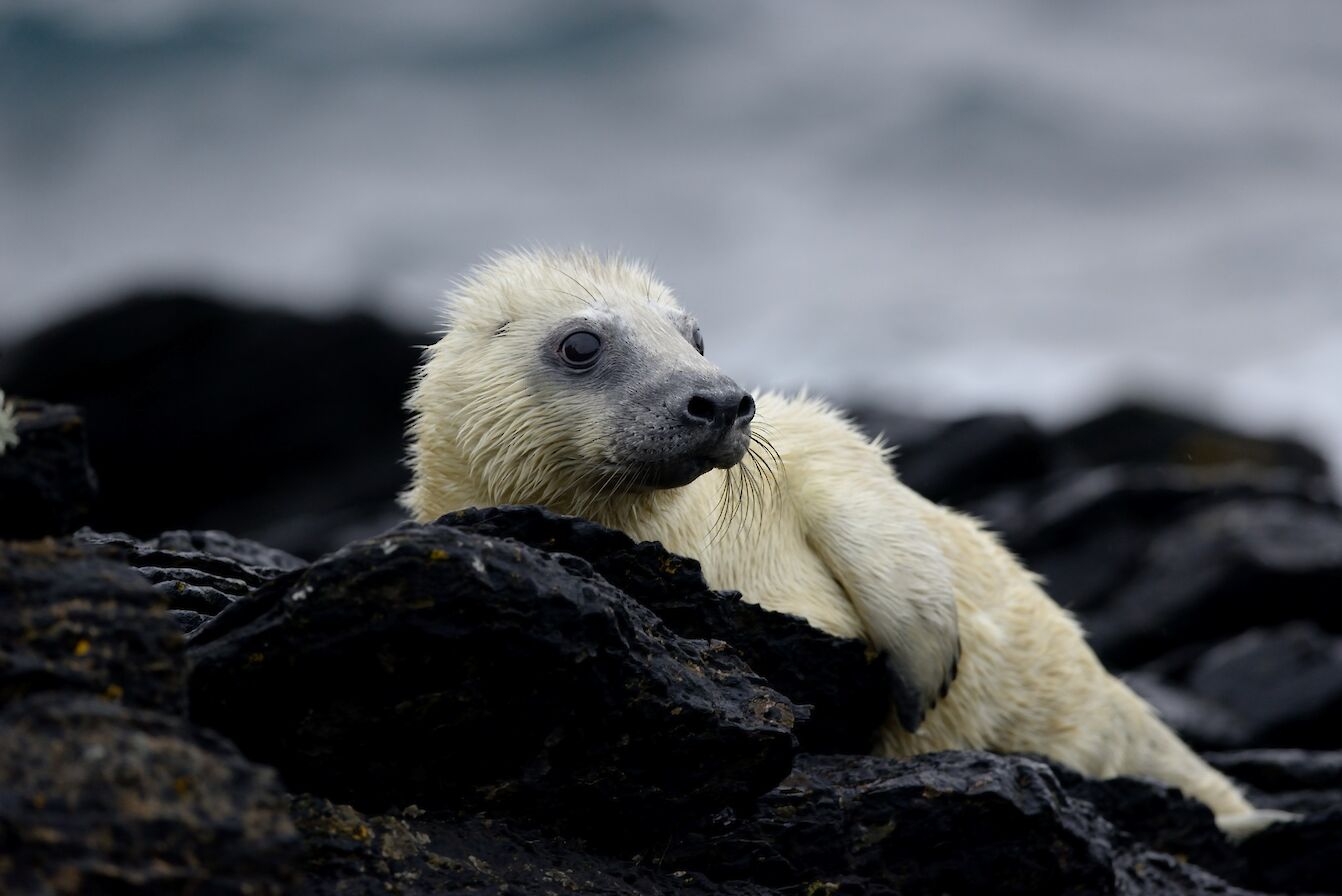 Grey seal pup in Orkney