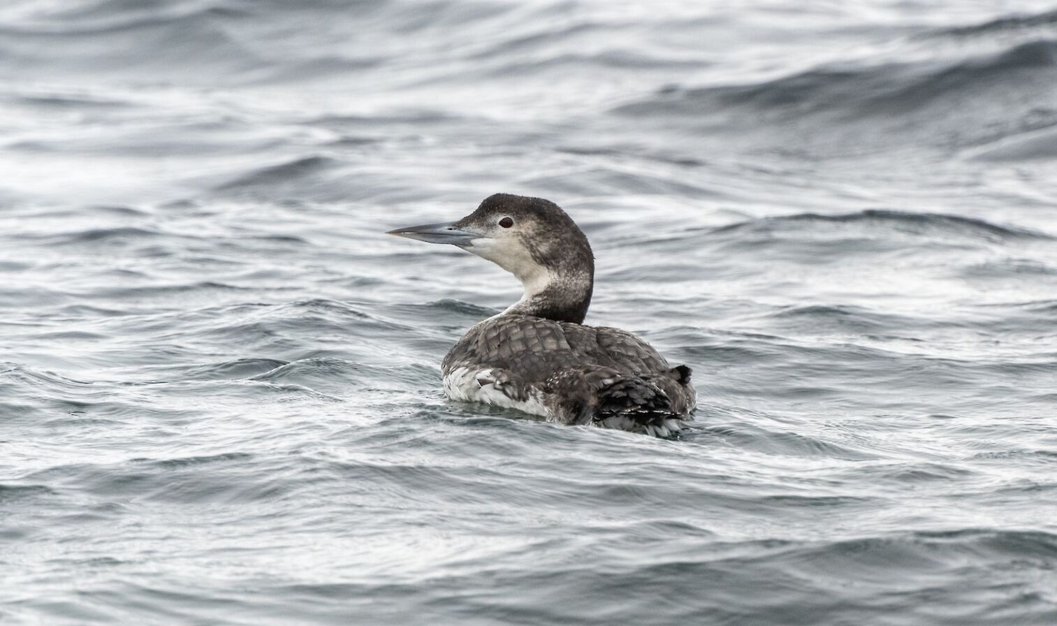 Great northern diver in Orkney