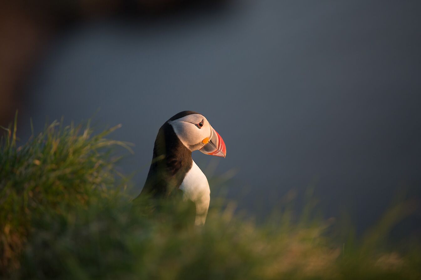Puffin at the Castle of Burrian, Westray