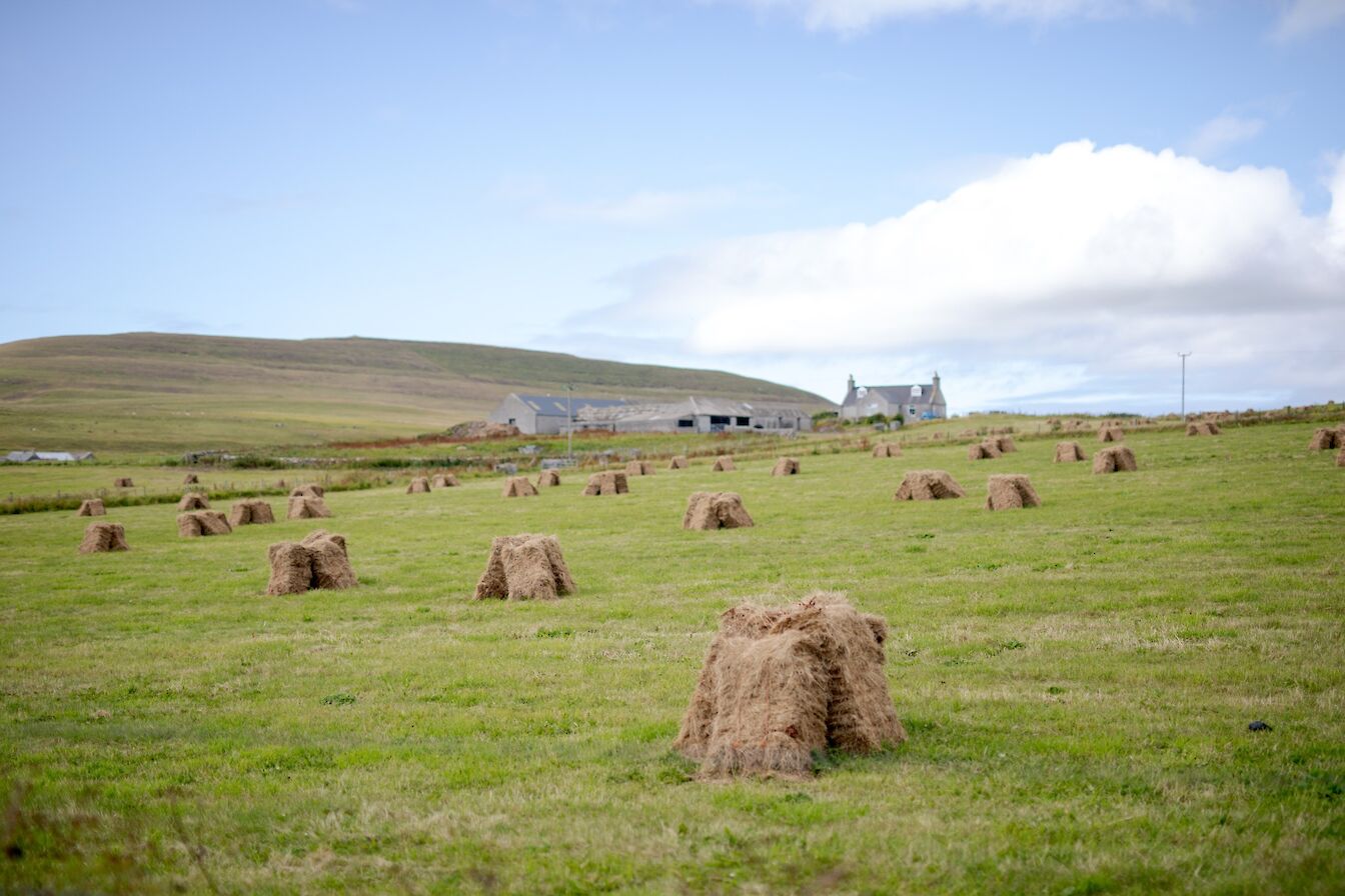 Farmland in Westray, Orkney
