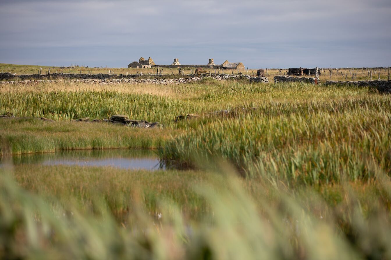Wetlands at Bridesness, North Ronaldsay