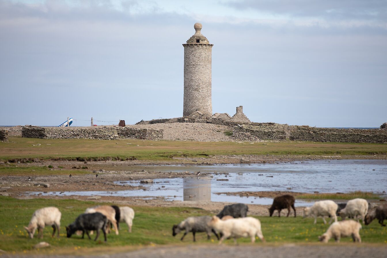 View towards the Old Beacon, North Ronaldsay, with North Ronaldsay sheep in the foreground