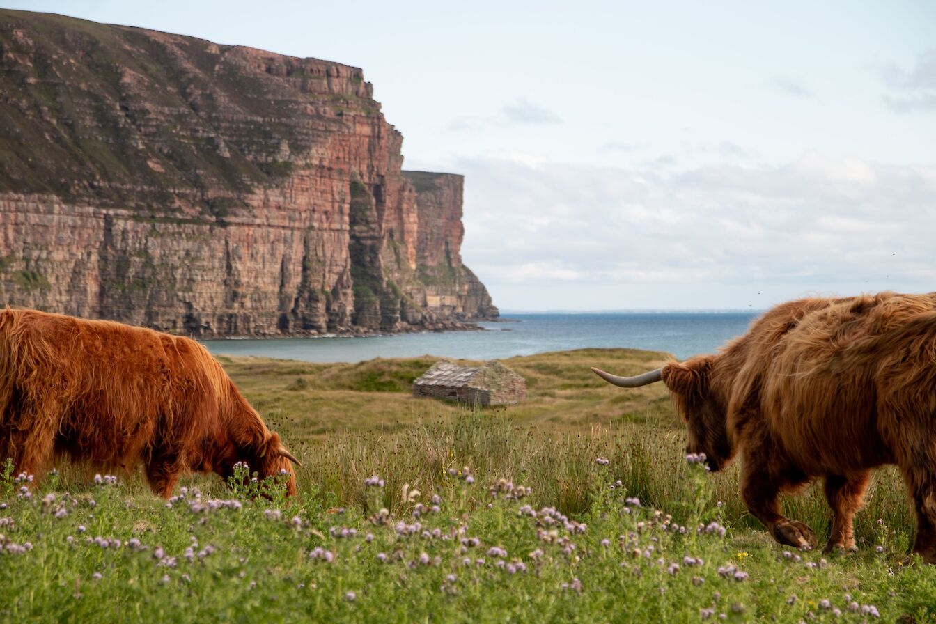 Highland cattle overlooking Rackwick, Hoy, Orkney