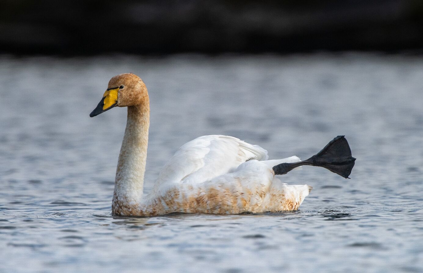 Whooper swan in Orkney - image by Raymond Besant