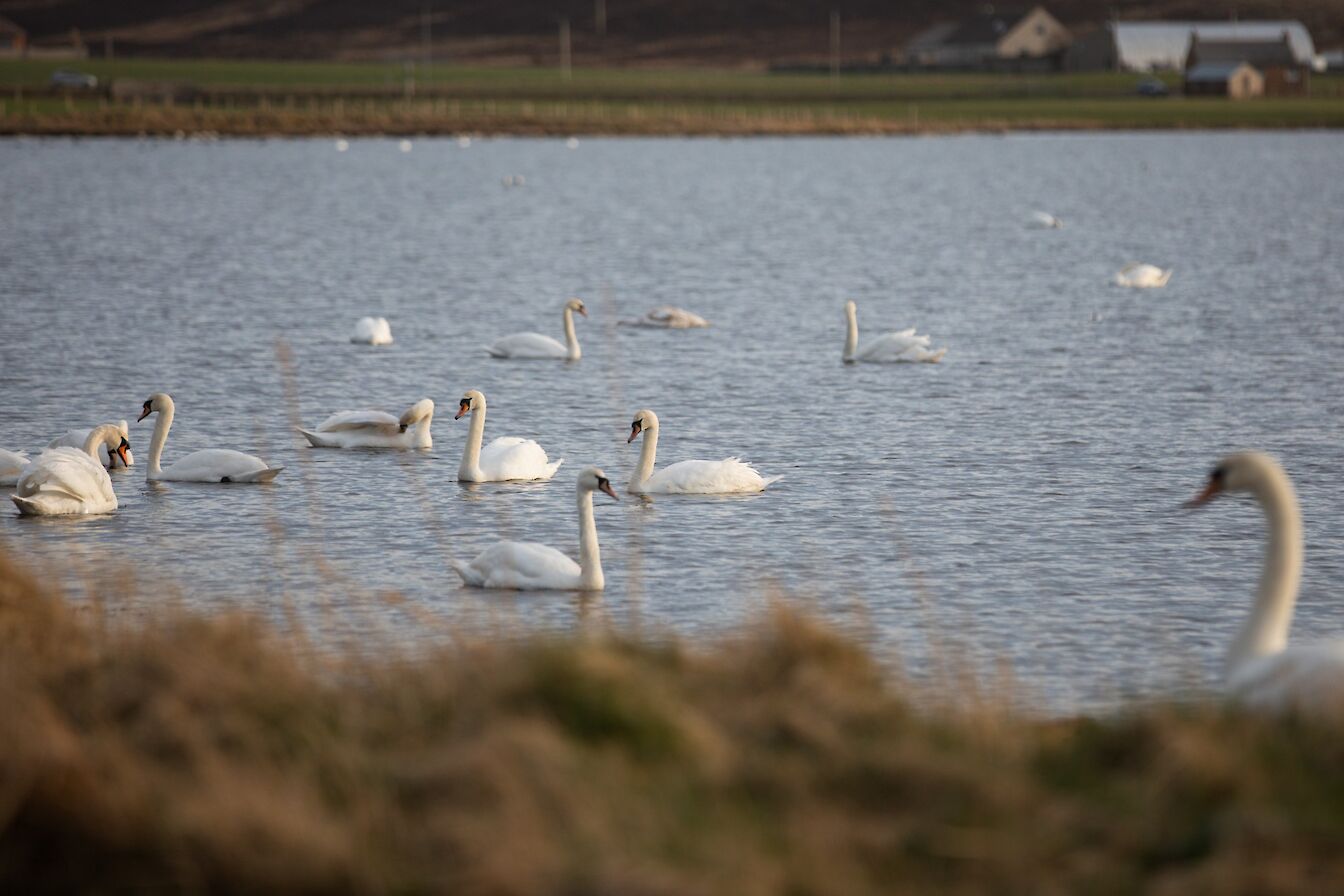 Mute swans in the Stenness Loch, Orkney