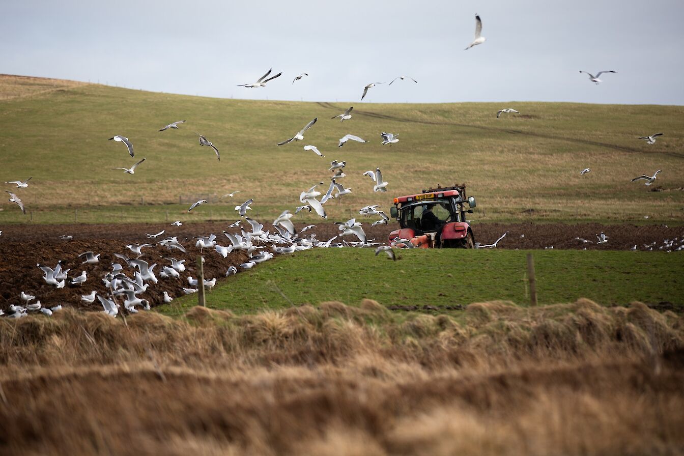 Farmer ploughing field in Orkney