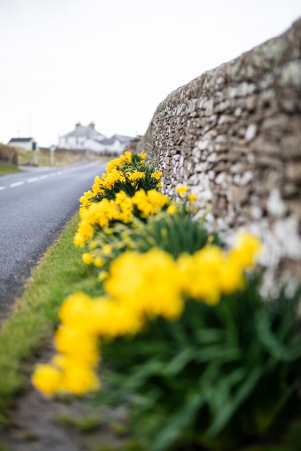 Daffodils in Evie, Orkney