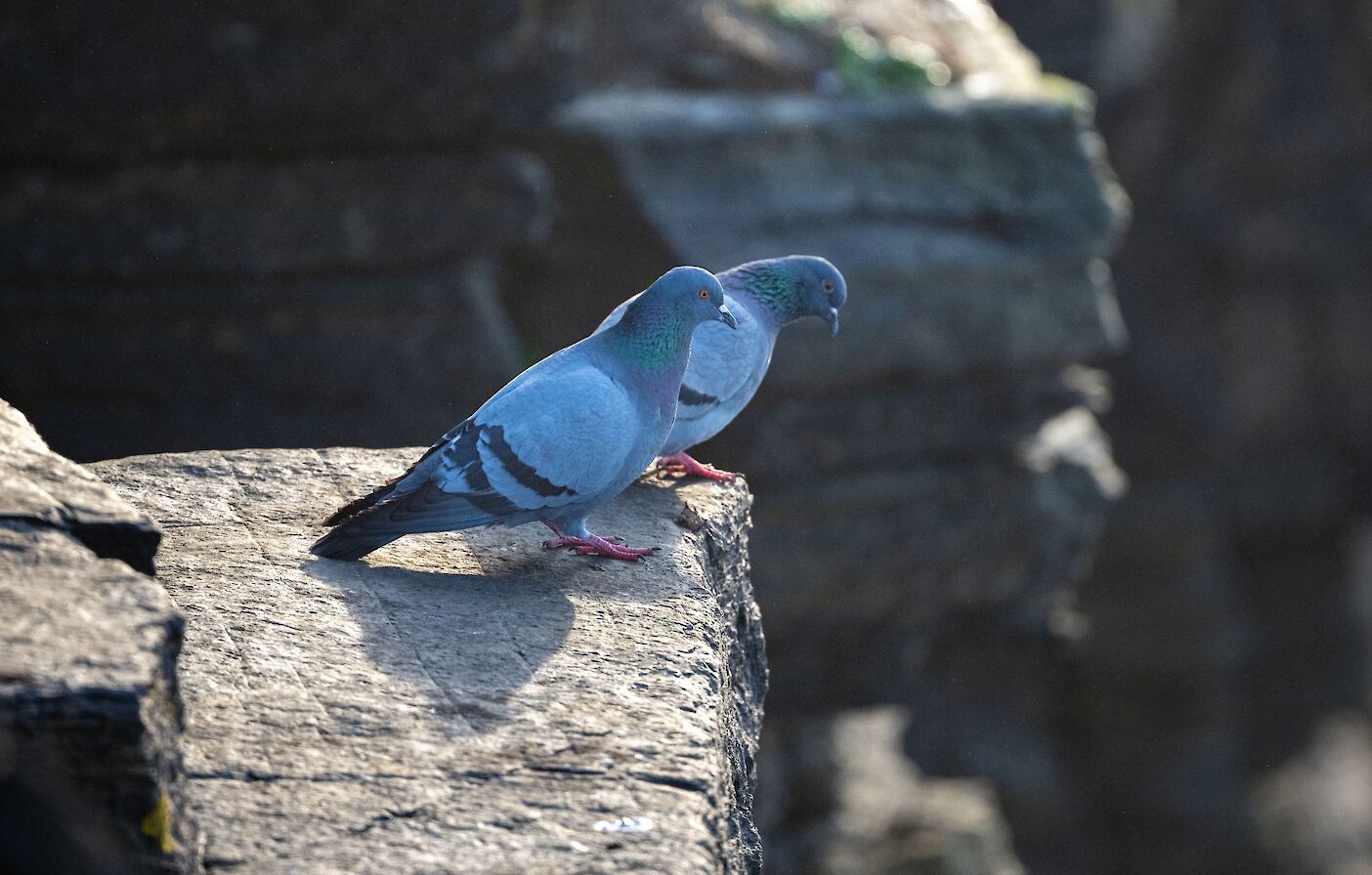 Rock doves in Orkney - image by Raymond Besant