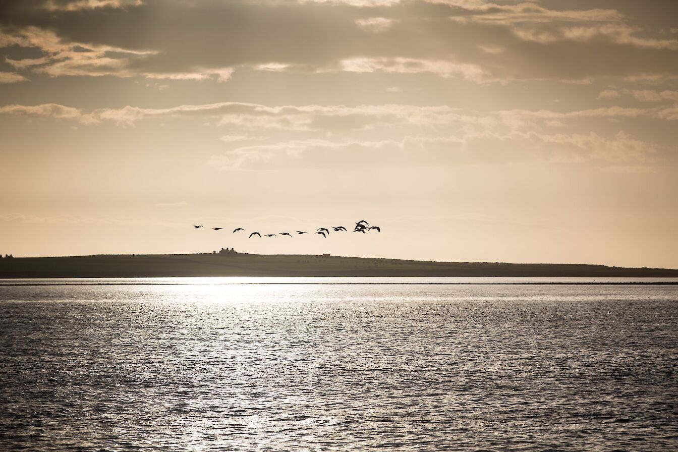 Geese over Papa Westray, Orkney