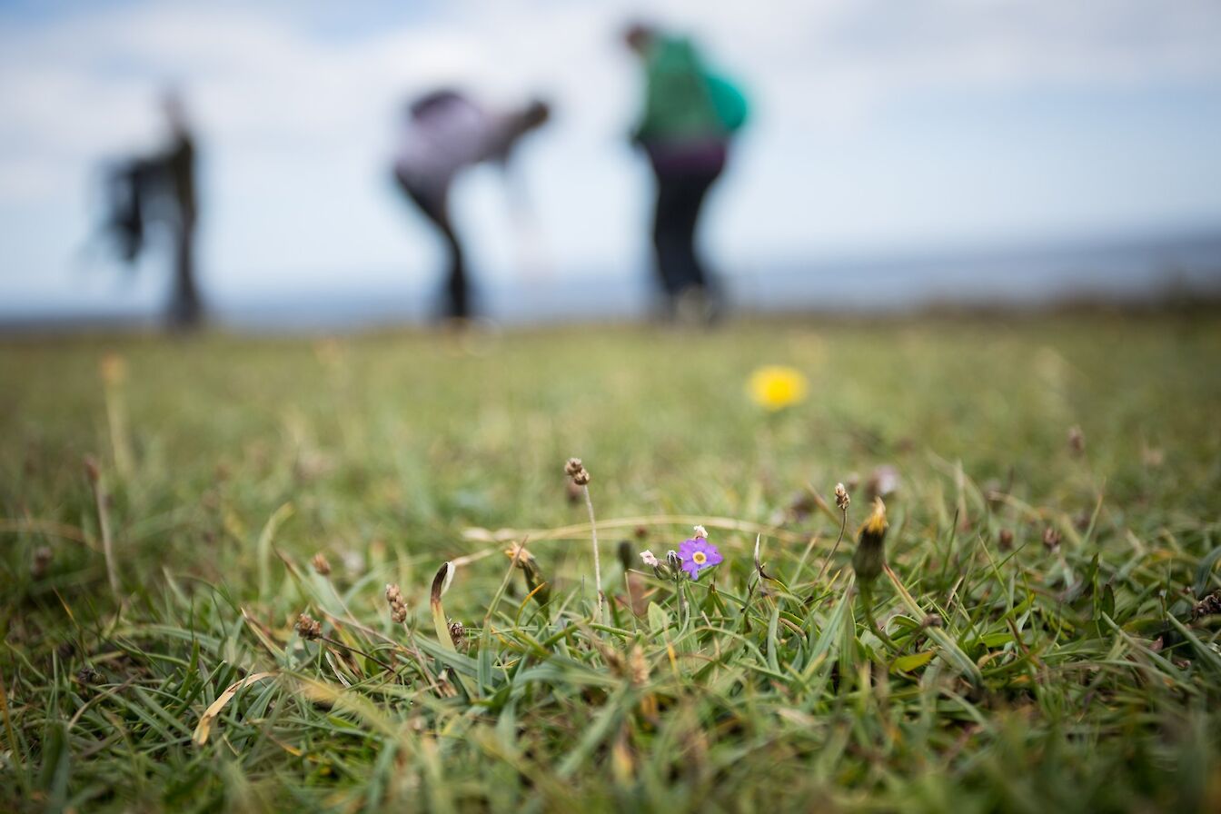 Searching for Primula scotica in Papa Westray, Orkney