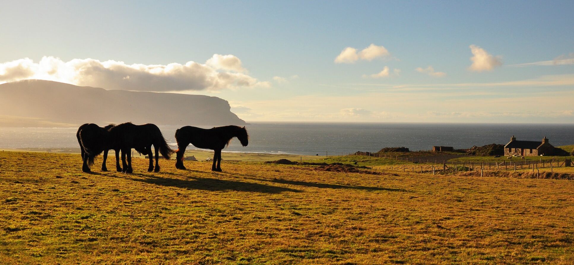 Horses on the hill outside Stromness - image by Glenn McNaughton