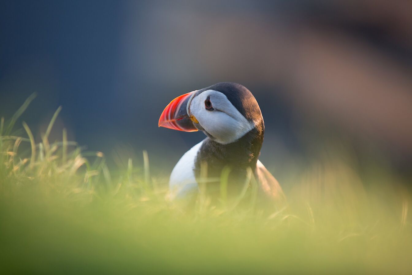 Or could it be our incredible range of nature and wildlife, like these puffins in Westray, that keep attracting folk back?