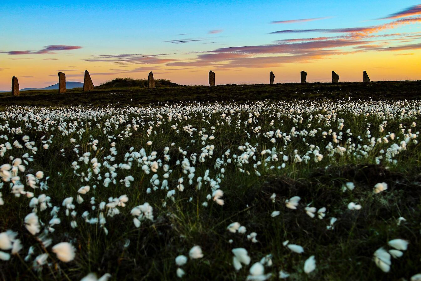 Wildflowers at the Ring of Brodgar, Orkney - image by Graham Campbell