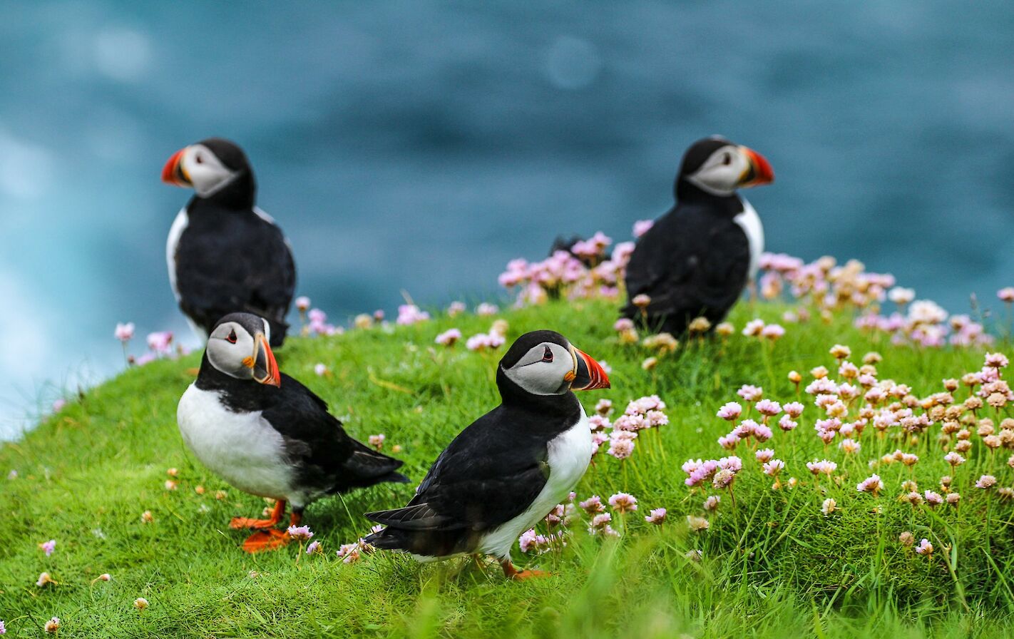 Puffins in Westray, Orkney - image by Graham Campbell