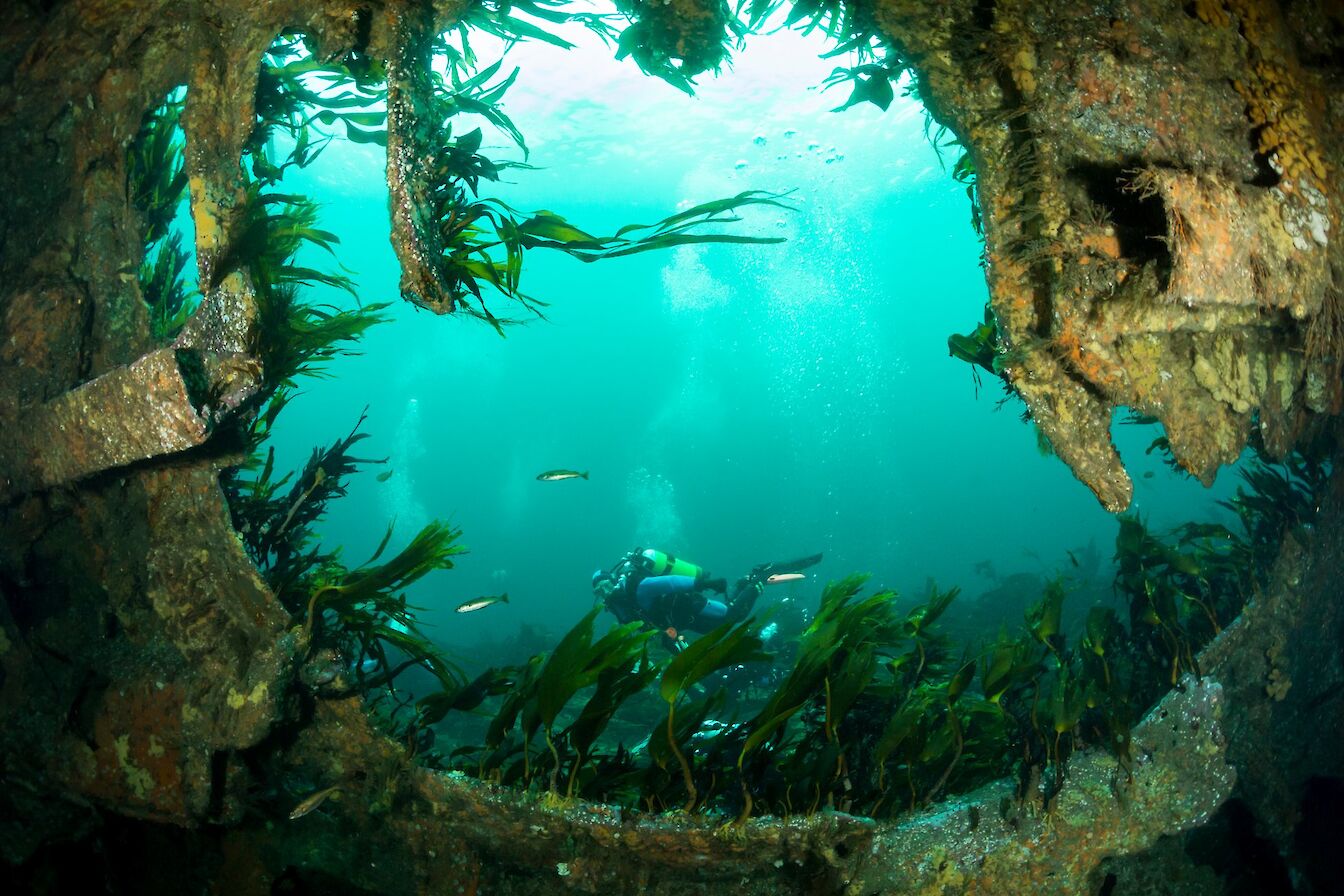 Diving on the wreck of the Tabarka, one of the blockships in Scapa Flow - image by Matt Doggett