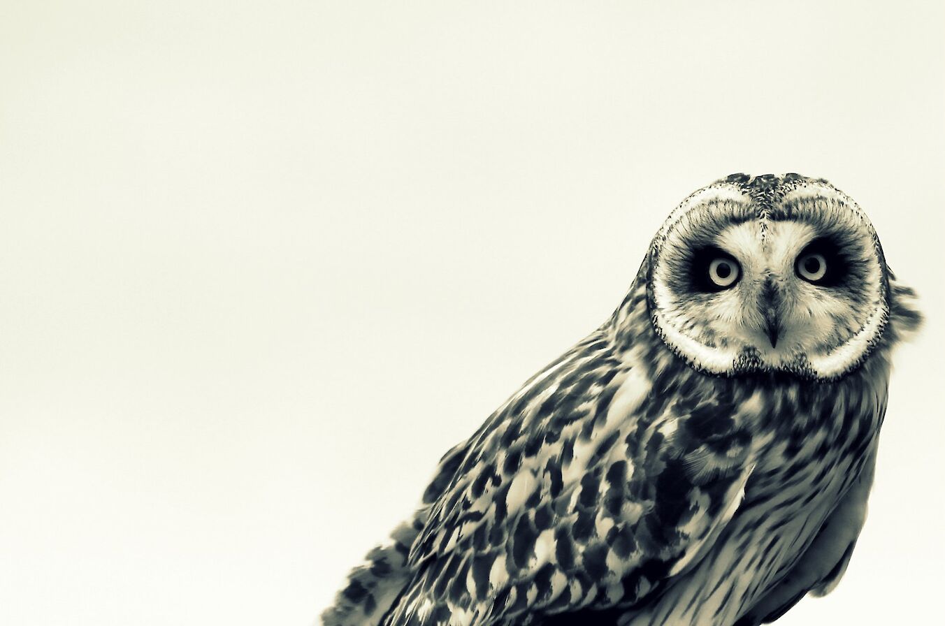 Cattie face (short-eared owl) in Orkney - image by Kim McEwan