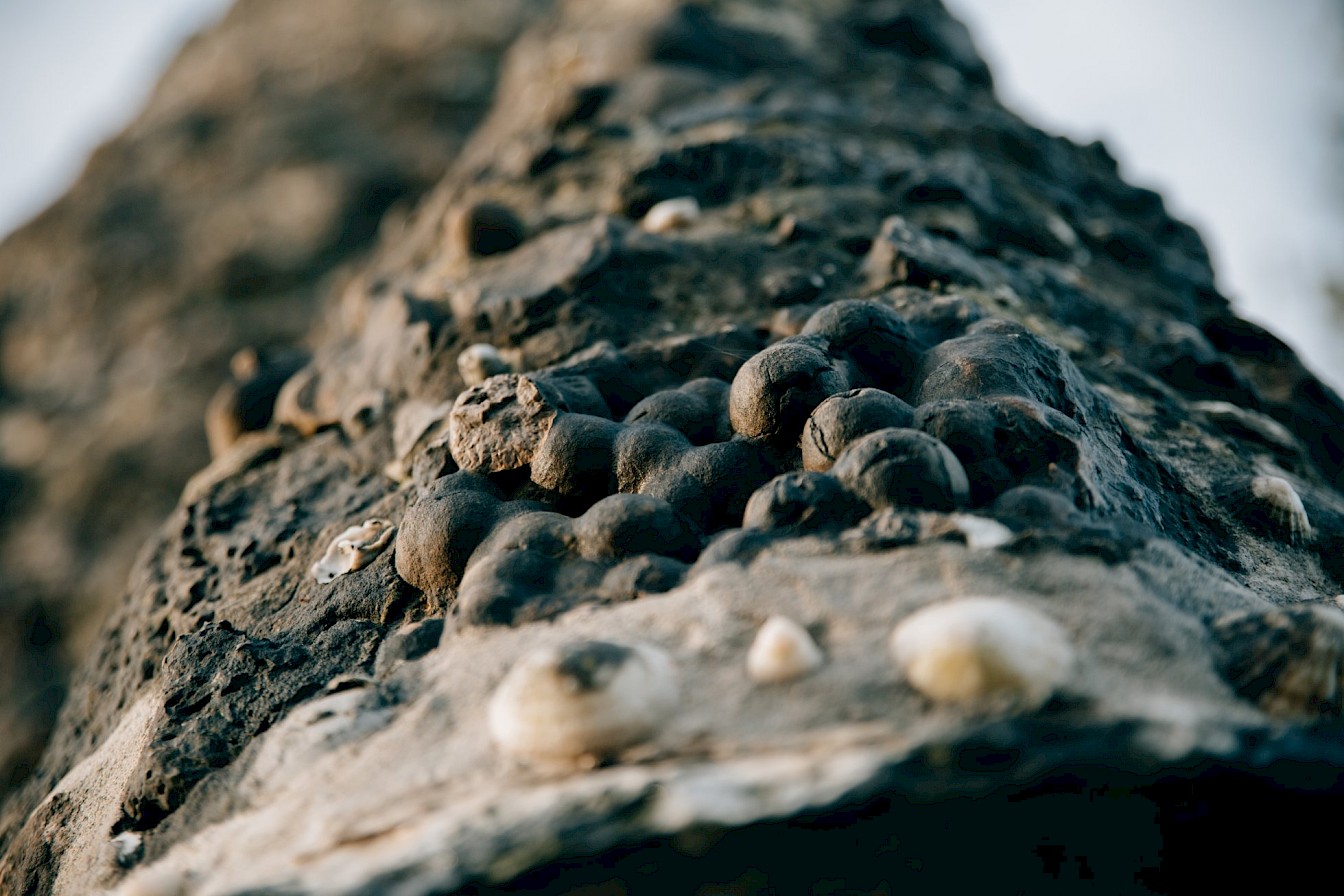 Close up view of the groatie buckie shells on the spire of the Groatie Hoose in Kirkwall