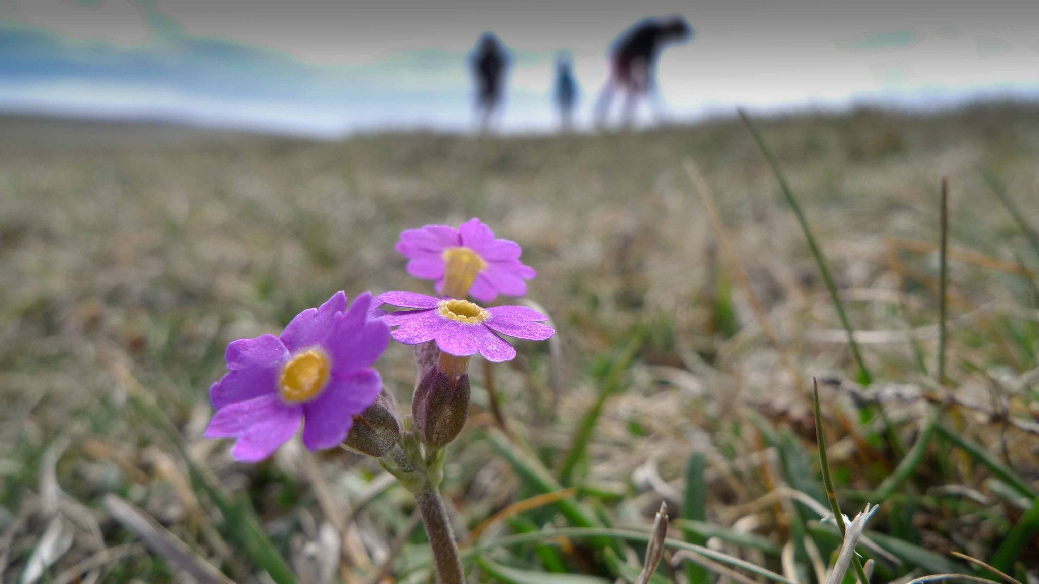 On the hunt for Primula Scotica in Orkney