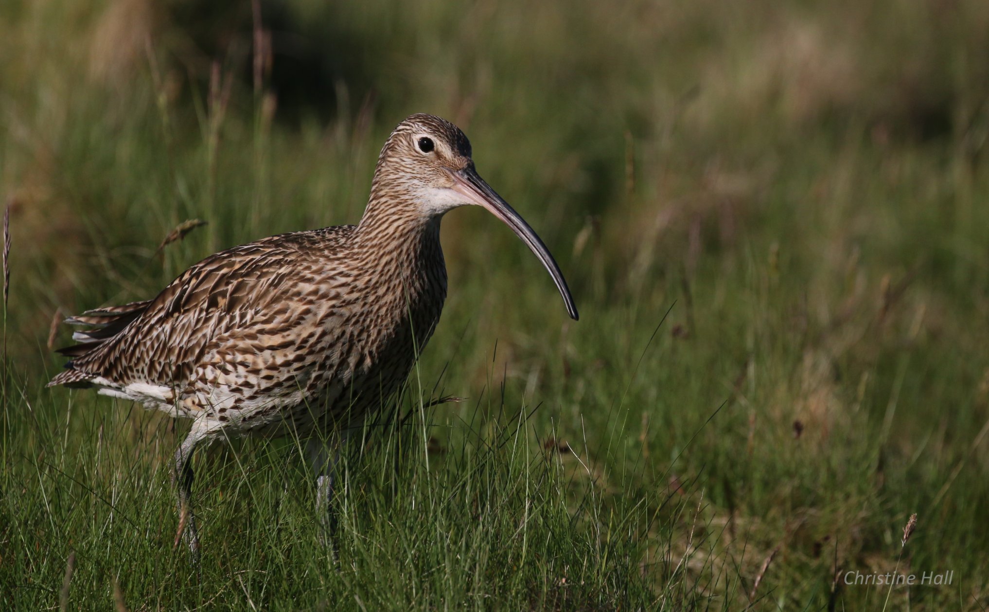 Curlew in Orkney - image by Christine Hall