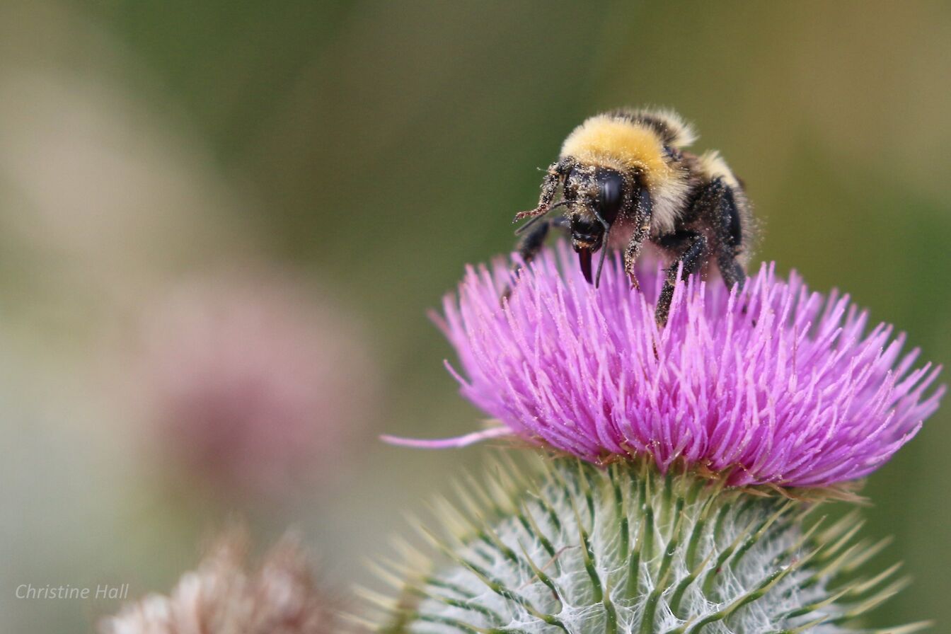 Great yellow bumblebee in Orkney - image by Christine Hall