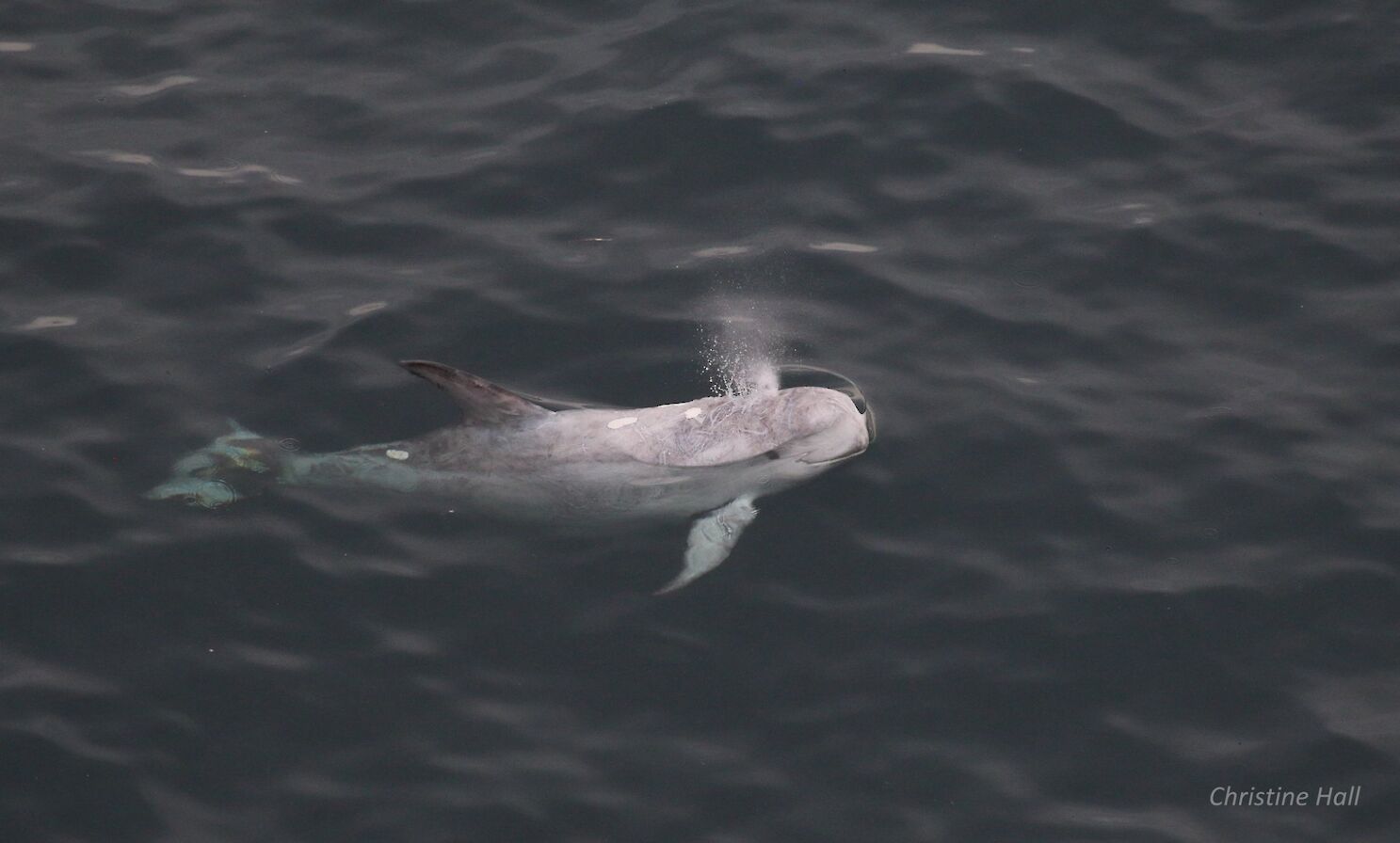 Rissos dolphin spotted from Noup Head in Westray - image by Christine Hall