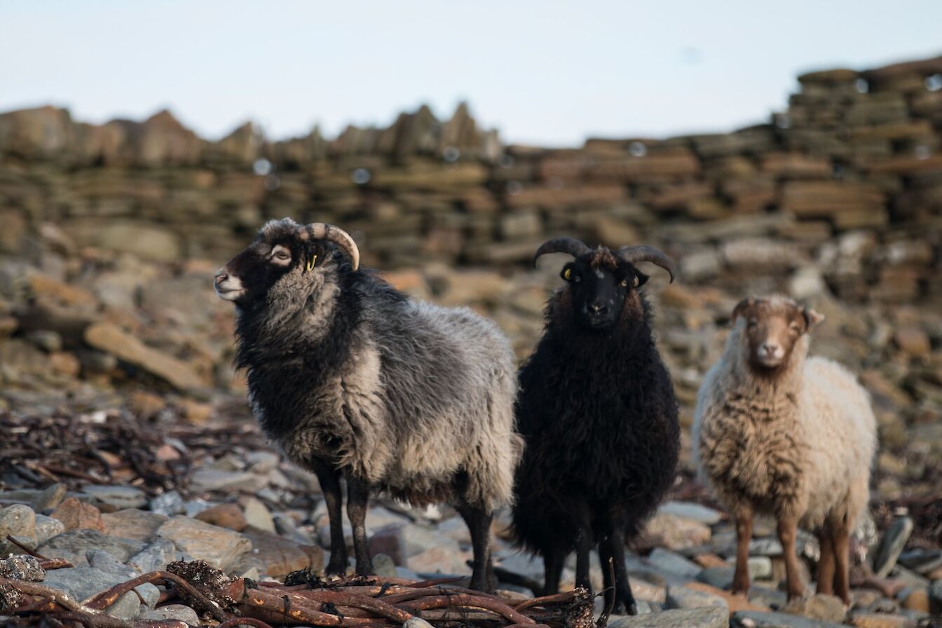 Some of North Ronaldsay's unique flock of seaweed-eating sheep