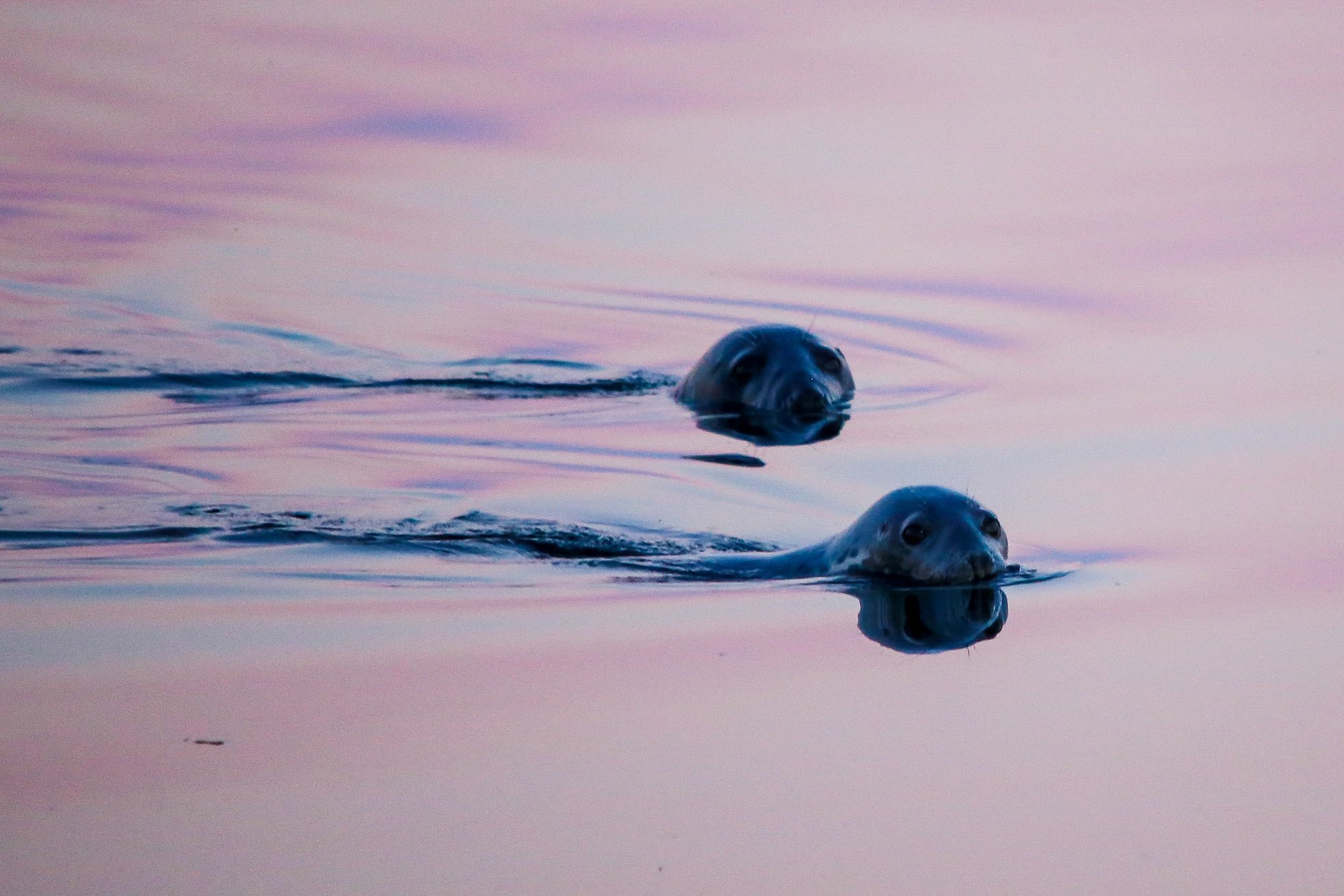 Seals at midsummer in Orkney - image by Iain Johnston