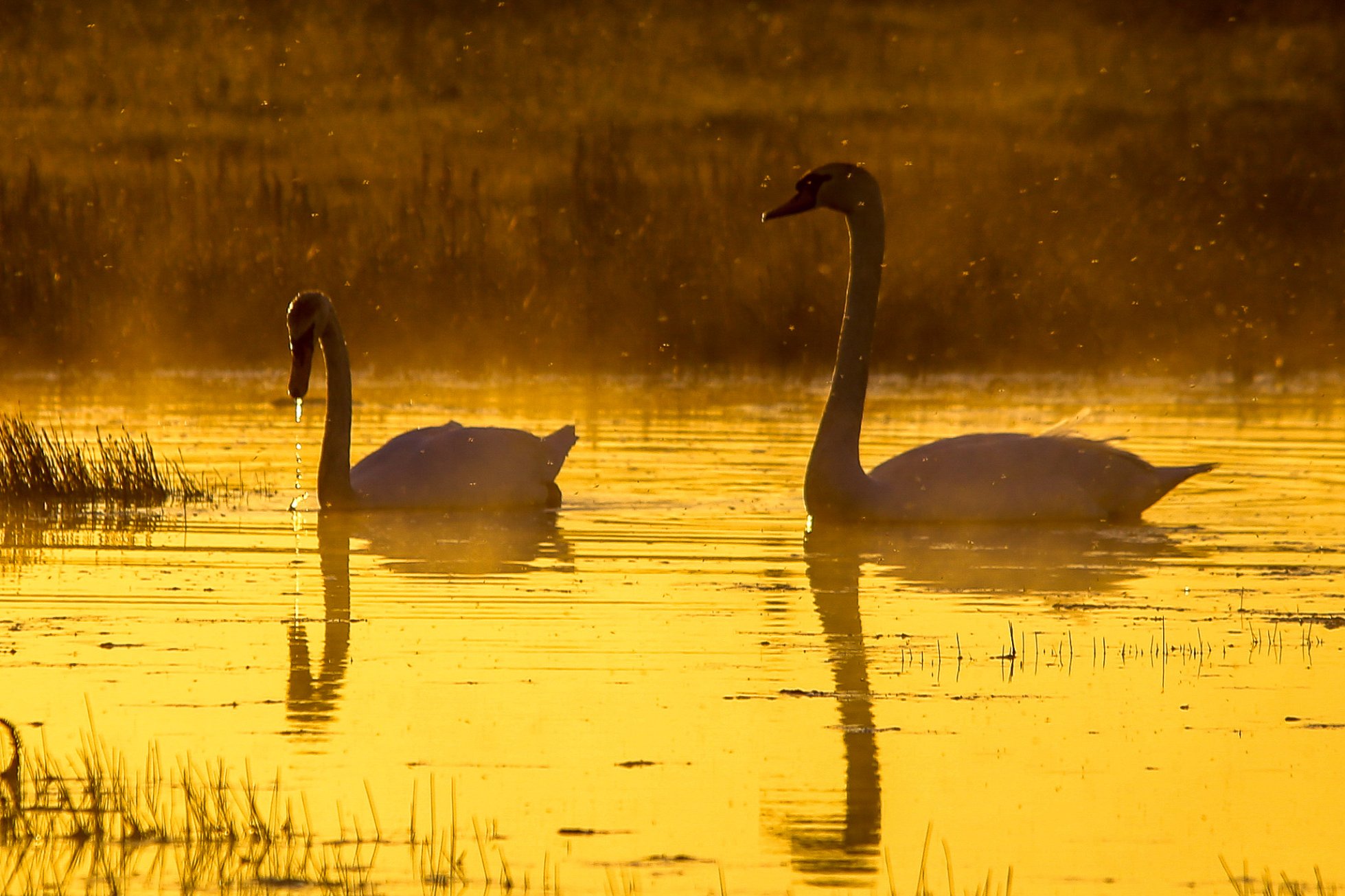 Swans at sunset in Stronsay - image by Iain Johnston
