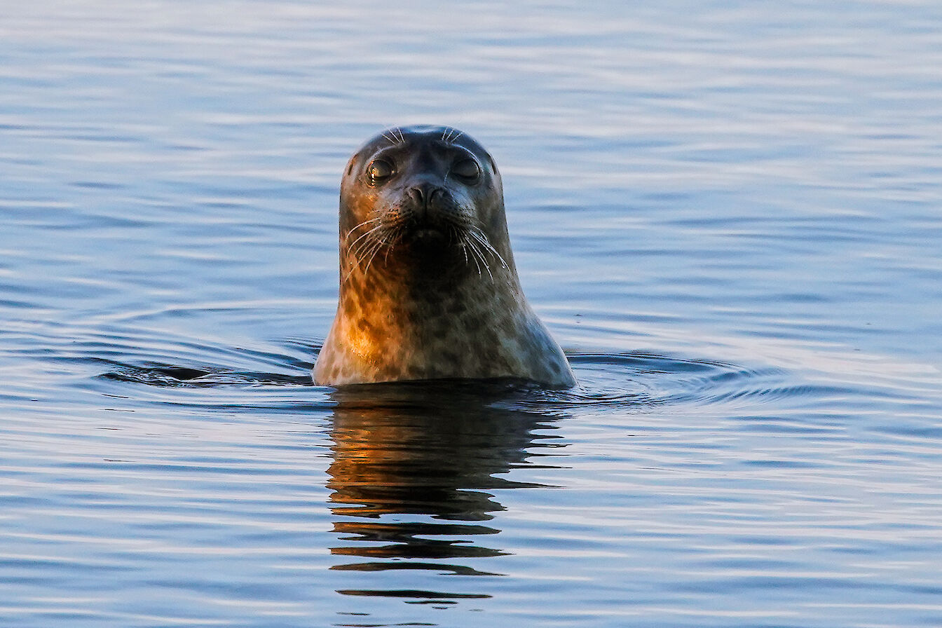 Sunset seal at Hescombe in Stronsay - image by Iain Johnston