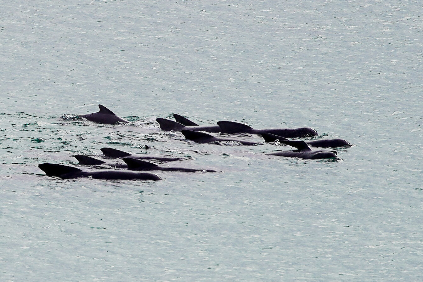 Pilot whale pod off Stronsay - image by Iain Johnston